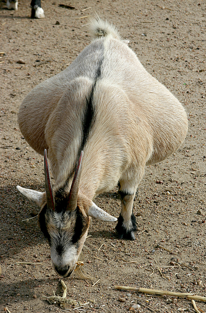 Sheep and Goat: Breed Selection