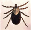 2023 Public Health Pests - A Review of the Basics