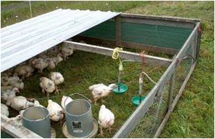 Pastured Poultry: Medical Conditions