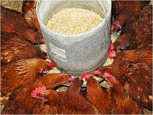 Organic Poultry Certification